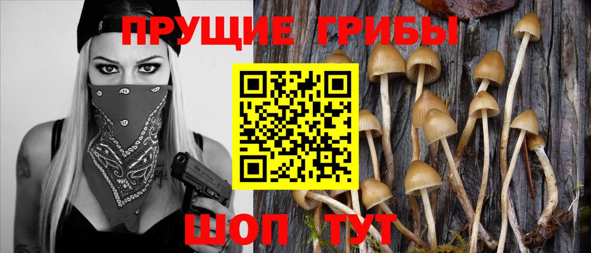 Новый Уренгой  Псилоцибиновые грибы Psilocybine cubensis  Вход с VPN 